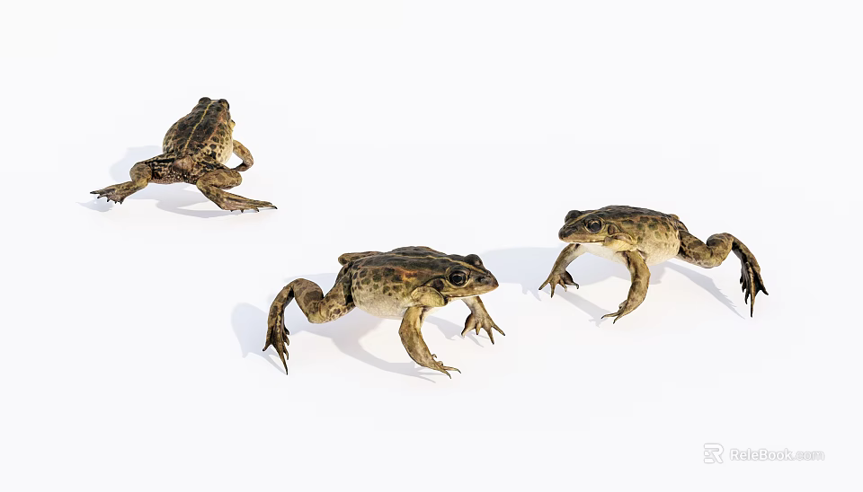 Three Reptiles In Natural Posture On White Surface With Detailed Skin Features 3d model 