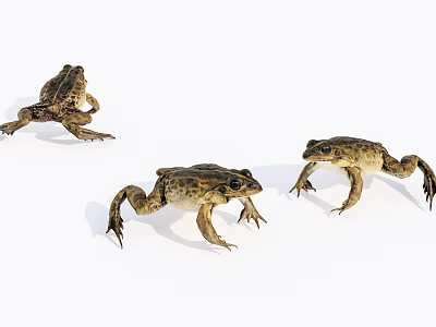 Three Reptiles In Natural Posture On White Surface With Detailed Skin Features 3d model