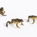 Three Reptiles In Natural Posture On White Surface With Detailed Skin Features