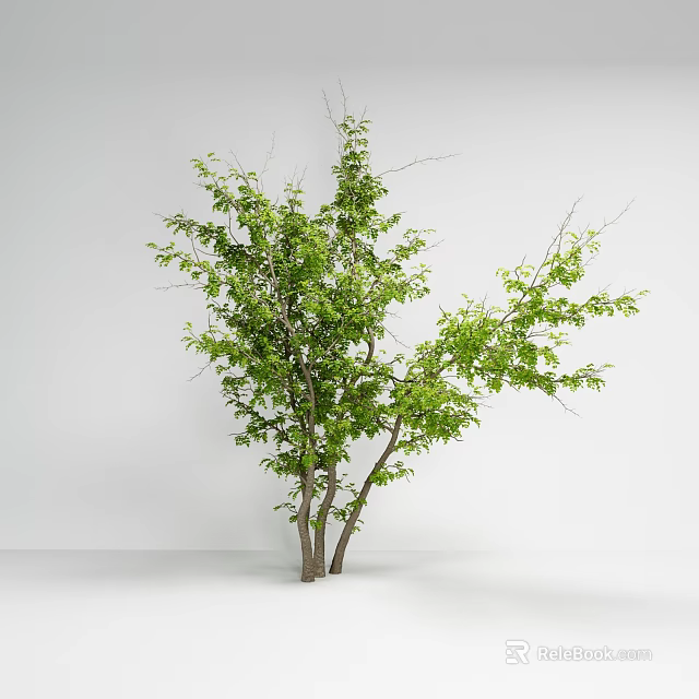 Lush Arbor With Green Leaves And Multiple Trunks In White Background 3d model