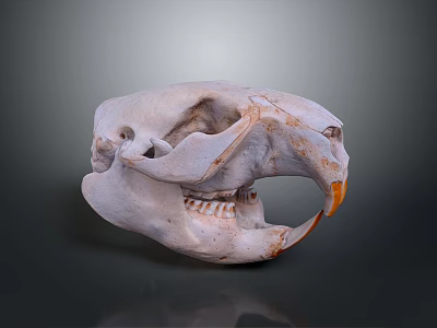 White Animal Skull Featuring Orange Beak On Dark Background 3d model
