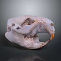 White Animal Skull Featuring Orange Beak On Dark Background 3d model