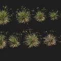 Various Green Herbaceous Plants With Different Heights In Outdoor Landscape Arrangement