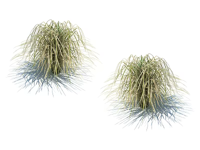 Decorative Green Ornamental Grasses With Long Leaves And Shadows On White Background 3d model