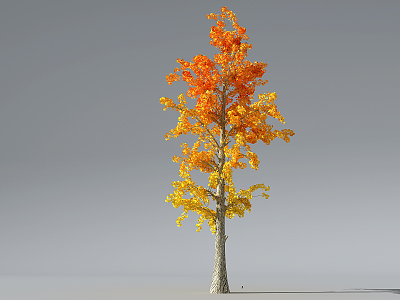 Modern Tree Ginkgo Tree Ginkgo Tree 3d model