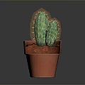Green Cactus Plant In Orange Textured Pot Against Dark Background