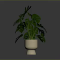 Monstera Plant With Large Green Leaves In Beige Ceramic Pot For Indoor Decor