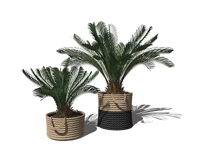 Bonsai Potted Plants Sago Palm In Woven Beige Black White Pots With Green Leaves 3d model