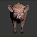 Pink and White Pig Standing on Gray Background With Reflection on Surface 3d model