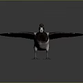 Detailed Duck with Spreading Wings Dark and White Feathers Yellow Eyes White Beak and Legs