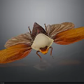 Colorful Moth With Red Orange Wings And White Body On Dark Background