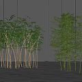 Modern Bamboo Landscape Tree 3d model