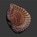 Colorful Marine Clam Shell With Red Orange Striped Texture On Dark Surface