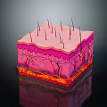 Anatomical Skin Structure Cross Section Model For Medical Education Training Device 3d model