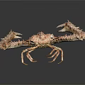 Deep Sea Crab With Large Spiky Claws And Textured Body On Dark Background With Reflection