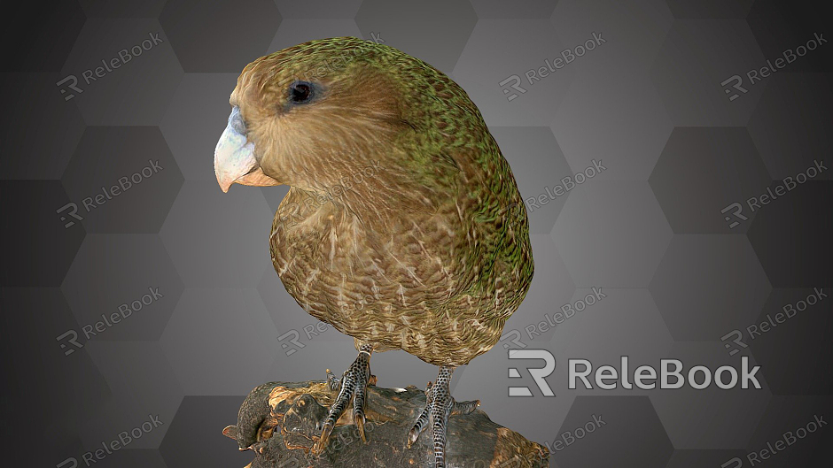 Modern Kakapo Kakapo Specimen or Owl Parrot Specimen model