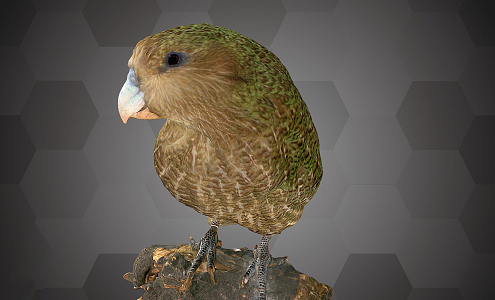 Modern Kakapo Specimen or Owl Parrot Specimen 3d model