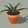 Aloe Vera Bonsai Potted Plant in Orange Terracotta Pot with Long Spiky Leaves