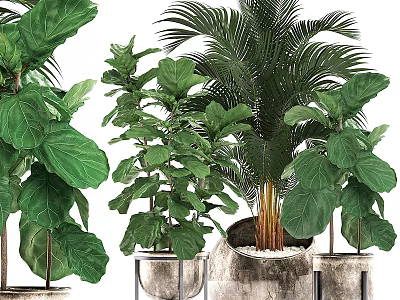 Indoor Decorative Plant Arrangement With Various Green Foliage And Potted Plants 3d model