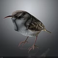Small Brown and White Bird with Red Beak Standing on Dark Background 3d model