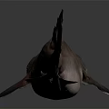 Brownish Shark With Black Fins And Green Eyes On Gray Background With Reflection