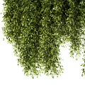 Lush Green Hanging Vines Decorative Plants With Wall Mounted Planter Stand