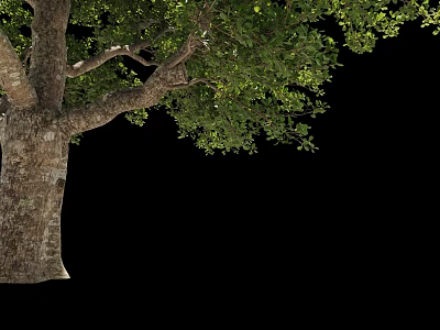 Arbor With Thick Trunk Green Leaves And Branches Isolated On Black Background 3d model