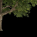 Arbor With Thick Trunk Green Leaves And Branches Isolated On Black Background 3d model