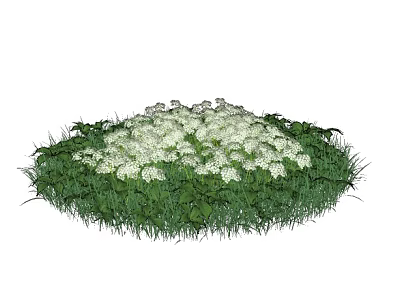 Lush Circular Flower Cluster With White Blossoms And Green Foliage In Garden 3d model