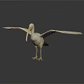 Large Pelican Standing with Spread Wings on Clean White Background