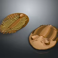 Brown Trilobite Sculptures With Intricate Surface Texture And Artistic Carving Details