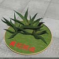 Yellow Flower Zhaobo Plant With Erect Long Leaves On Circular Green Base