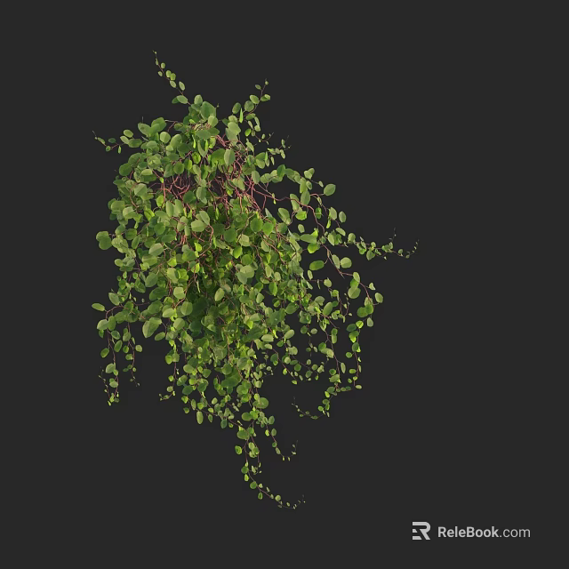 Hanging Green Vine Plant With Lush Trailing Leaves For Indoor Decoration 3d model 