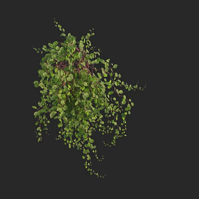Hanging Green Vine Plant With Lush Trailing Leaves For Indoor Decoration 3d model