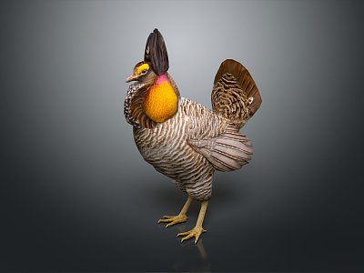 Modern Rooster Grassland Hazel Chicken Black Qin Chicken 3d model