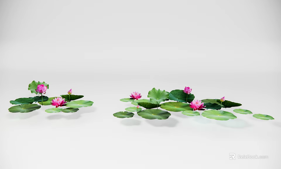 Beautiful Pink Lotus Flowers With Green Leaves Floating On White Background 3d model 