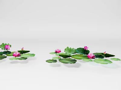 Beautiful Pink Lotus Flowers With Green Leaves Floating On White Background 3d model