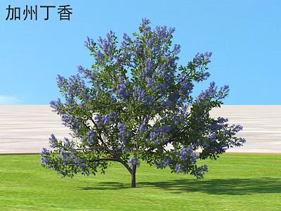 California Lilac Shrub With Purple Flowers On Green Lawn And Clear Blue Sky 3d model