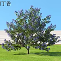 California Lilac Shrub With Purple Flowers On Green Lawn And Clear Blue Sky
