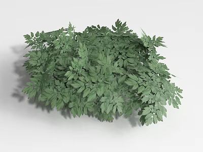 Lush Green Shrub With Dense Foliage And Vibrant Leaf Structure 3d model
