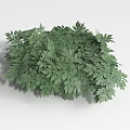 Lush Green Shrub With Dense Foliage And Vibrant Leaf Structure