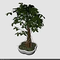 Bonsai Plant With Lush Green Leaves And Brown Trunk In White Pot For Indoor Decor