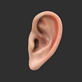 Human Ear 3D Model Showing Detailed Anatomical Structure on Dark Background 3d model