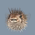 Spiky Puffer Fish Marine Life With Open Mouth And Large Eyes