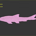 Small Fish With Brown Yellow Spotted Body Fins And Tail On Gray Background With Reflection