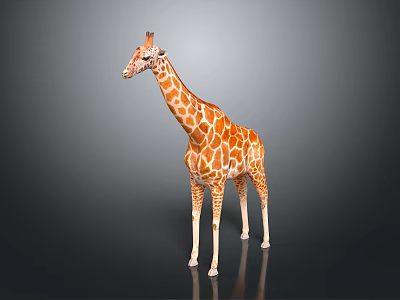 Realistic Giraffe Model With Brown Spots Long Neck And Reflective Base 3d model