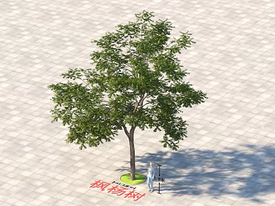 Lush Green Sweetgum Tree With Thick Trunk Standing On Paved Ground 3d model