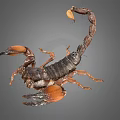 Dark Brown Scorpion With Orange Pincers And Curved Tail On Gray Background