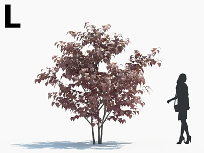 Purple Leaf Shrub in Outdoor Scene with Silhouette of a Woman Standing Nearby 3d model