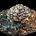 Fresh Organic Vegetables Growing With Mushroom Cluster On Wood Chips And Dead Leaves